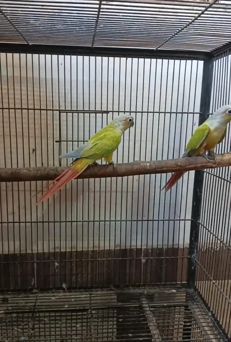 American dilute breeder pair — photo 3