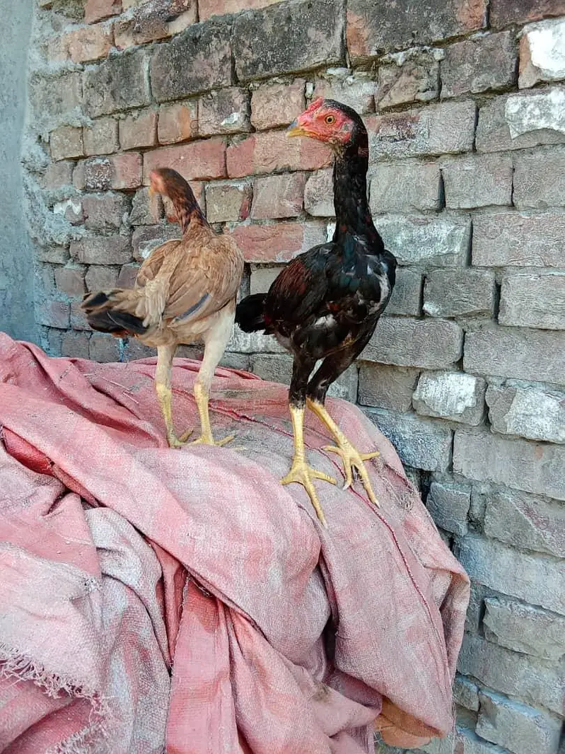 aseel murgy — photo 2