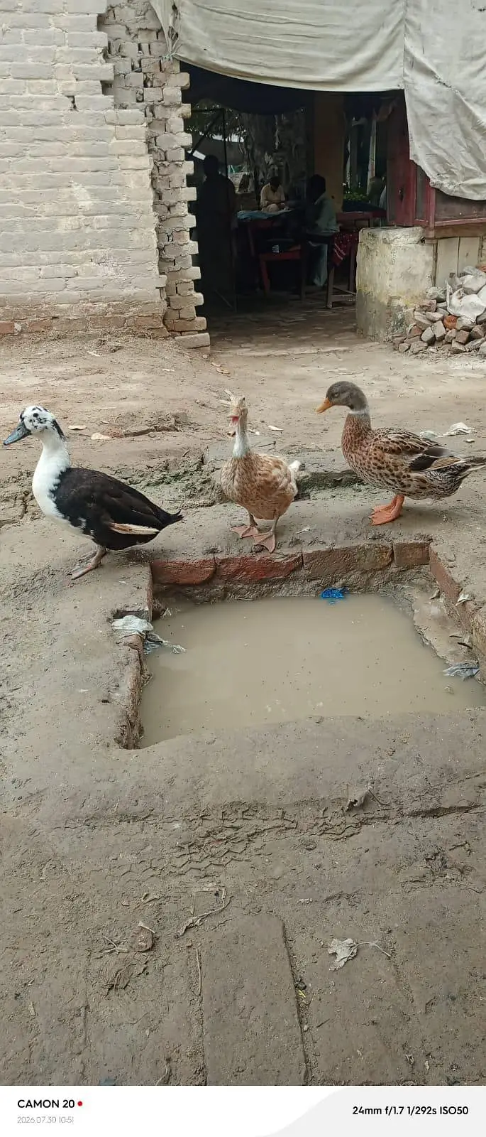  Ducks