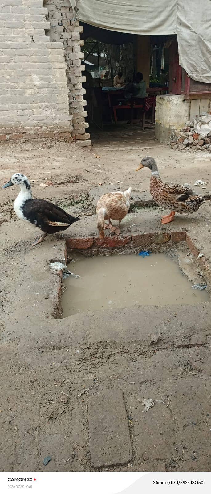  Ducks 1