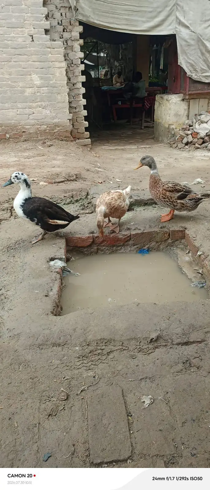  Ducks — photo 2