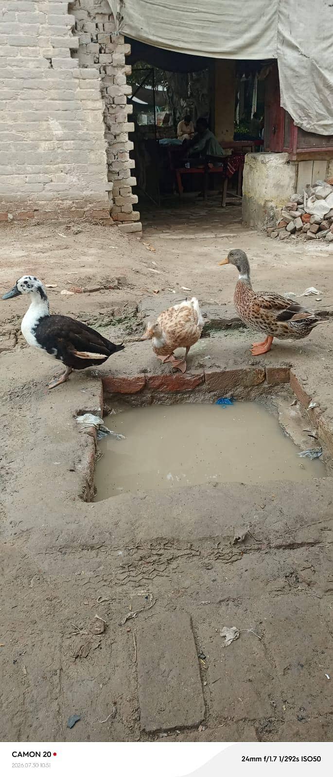  Ducks 2