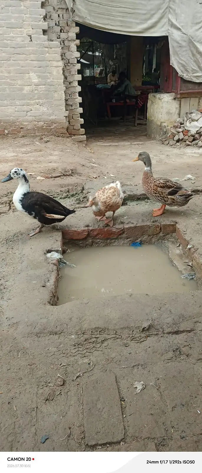  Ducks — photo 3