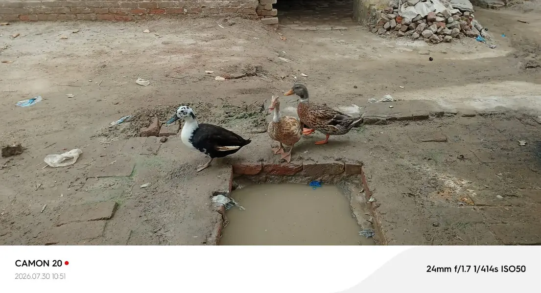  Ducks — photo 4