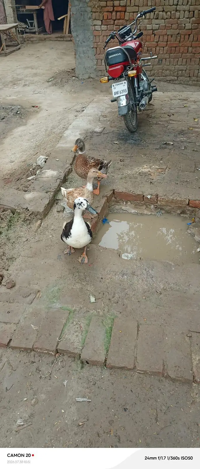  Ducks — photo 5