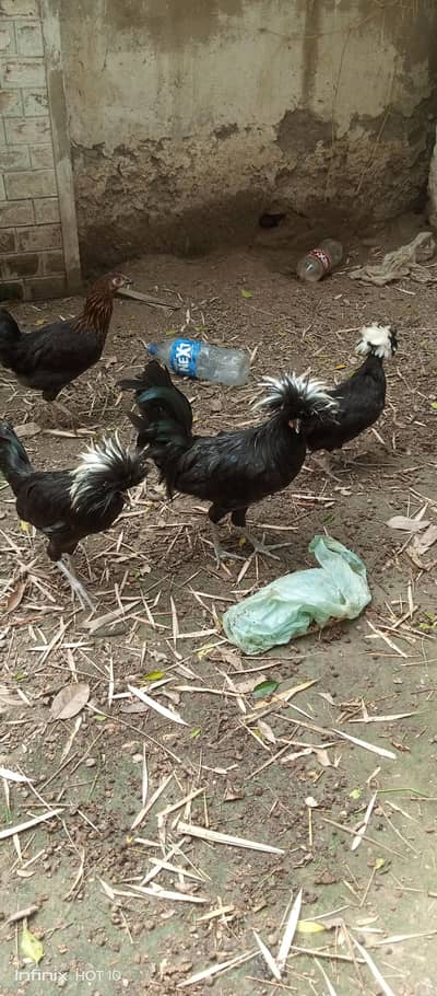 health fancy hen for sale