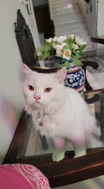 Persian cat  double coated with kittens