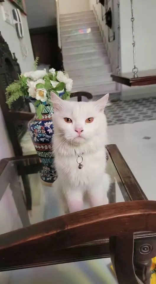 Persian cat  double coated with kittens — photo 2