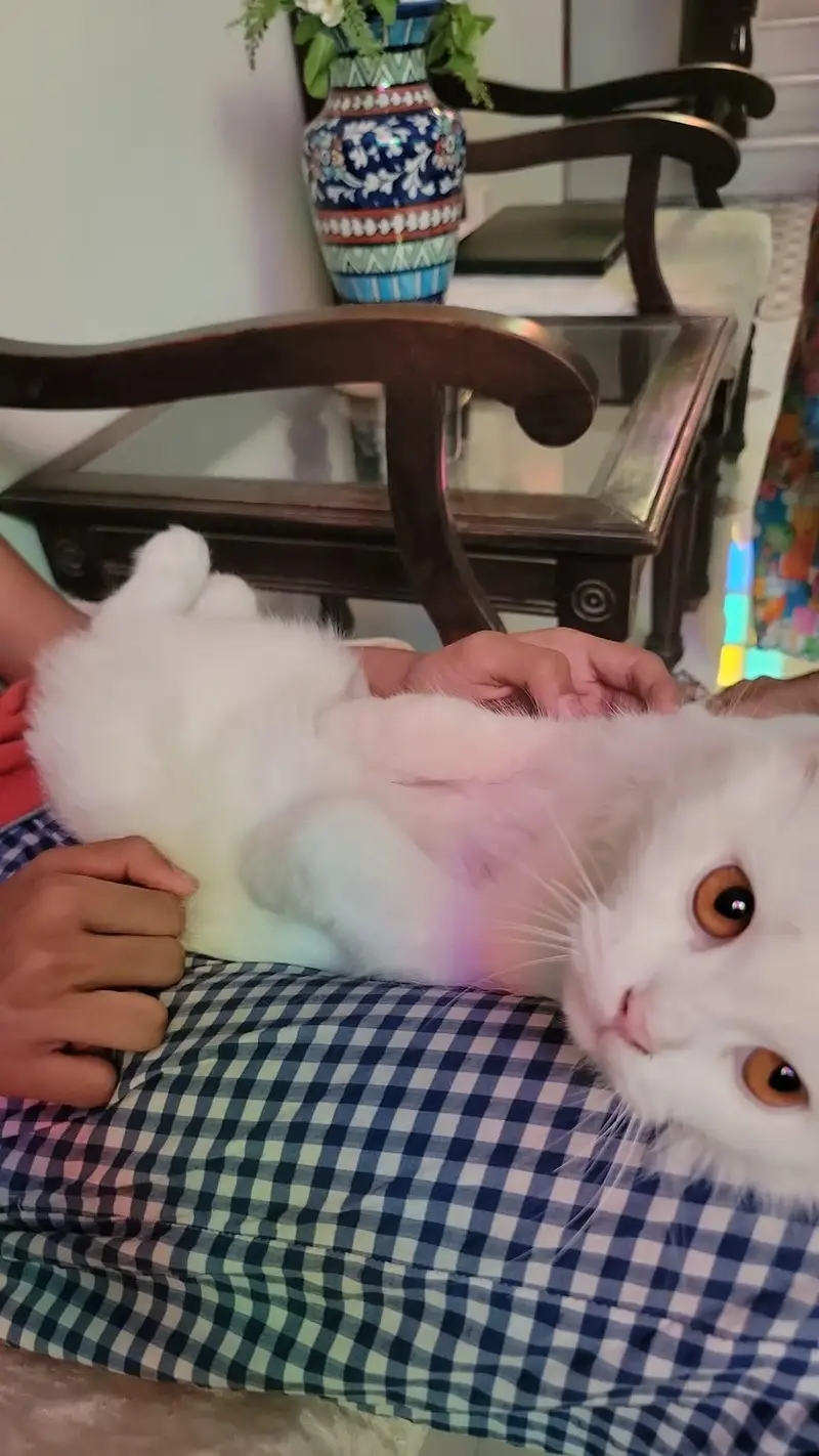 Persian cat  double coated with kittens — photo 4