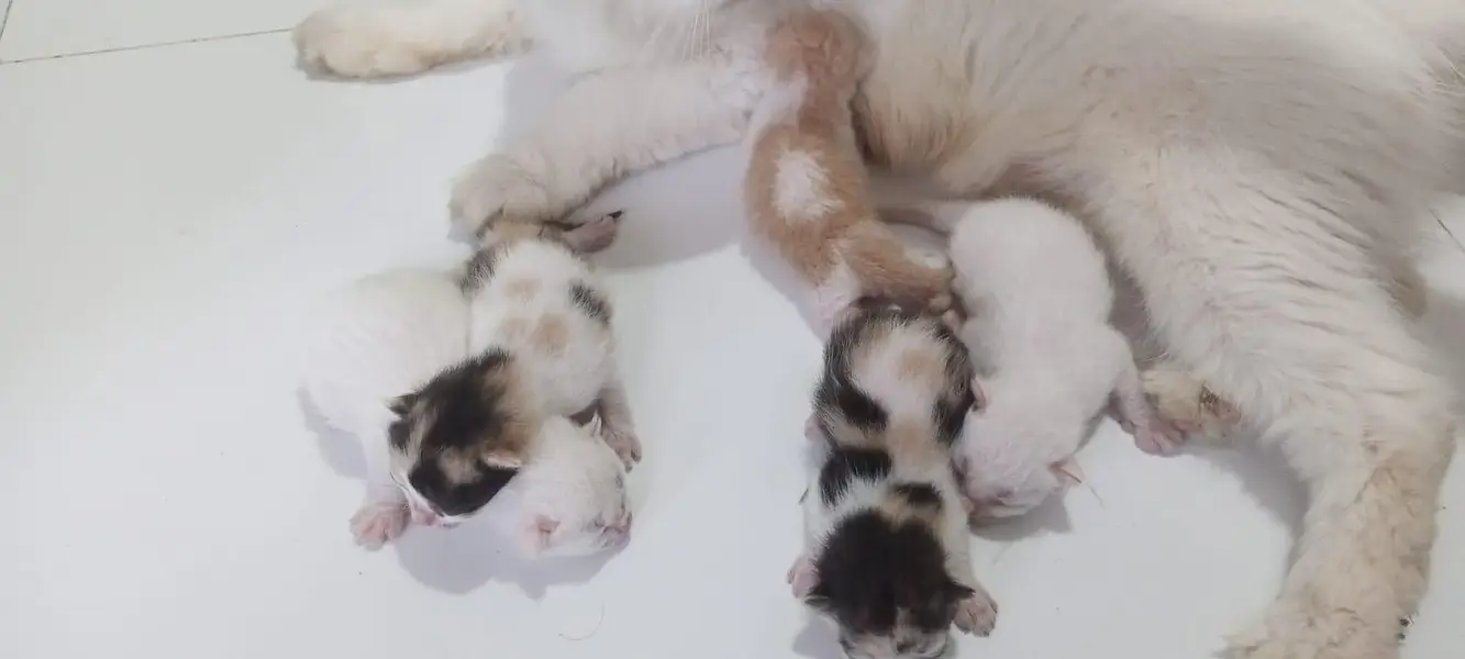 Persian cat  double coated with kittens — photo 5