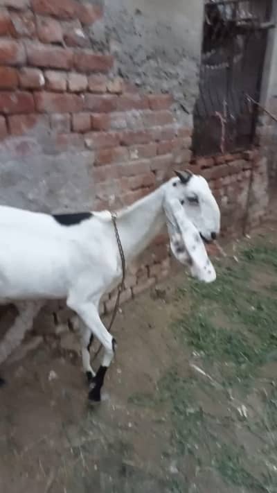 Desi Goat with 2 Babies