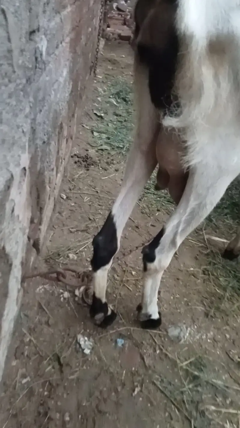Desi Goat with 2 Babies — photo 2