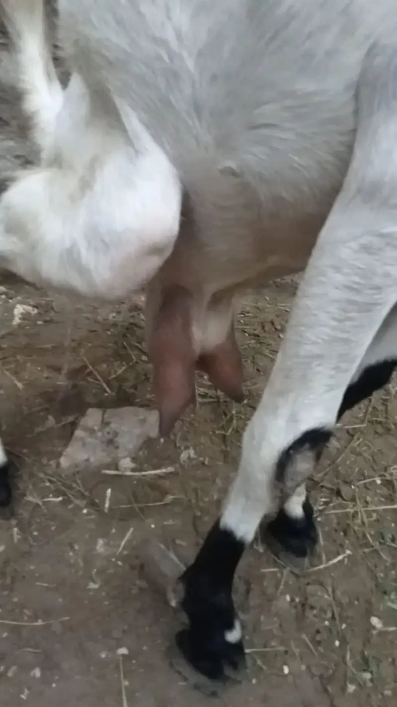 Desi Goat with 2 Babies — photo 3
