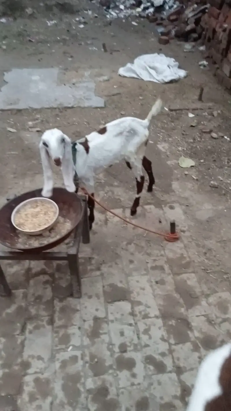 Desi Goat with 2 Babies — photo 4