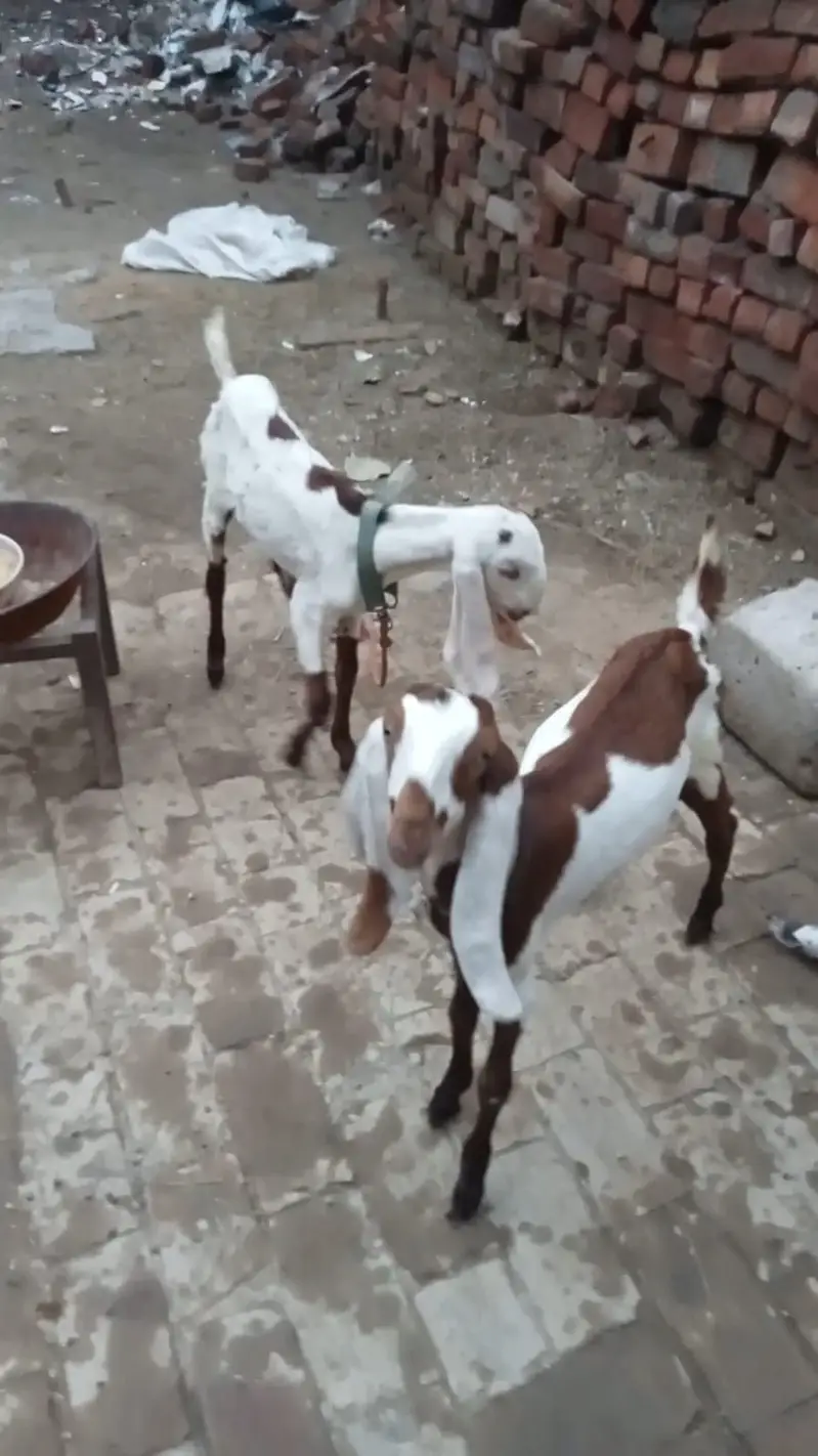 Desi Goat with 2 Babies — photo 5
