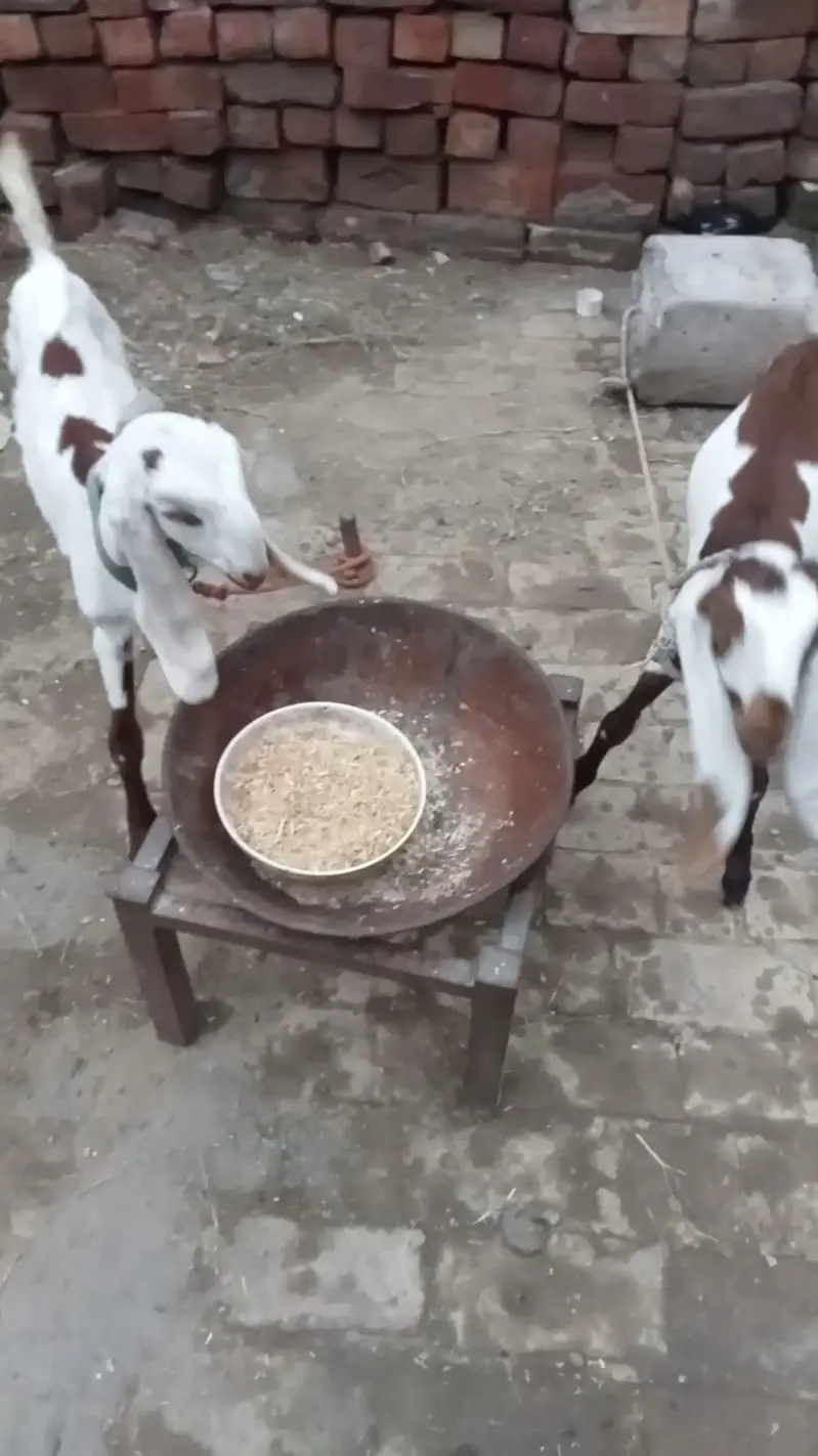 Desi Goat with 2 Babies — photo 6