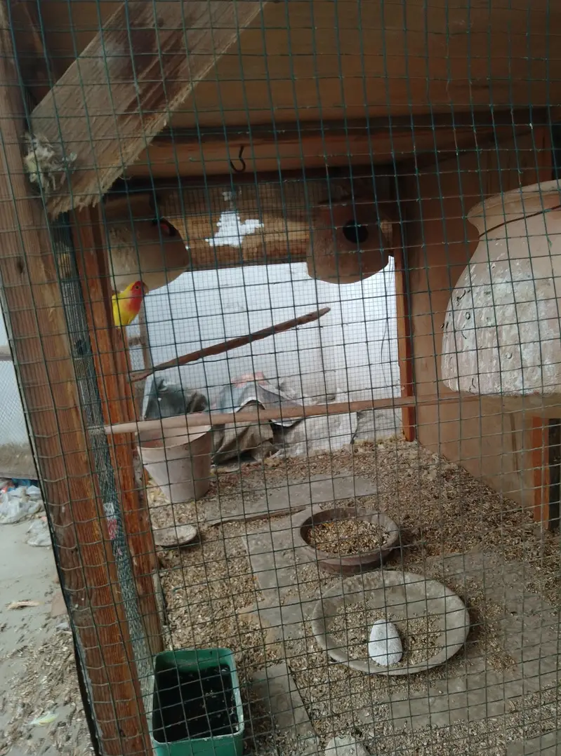 wood cage — photo 3