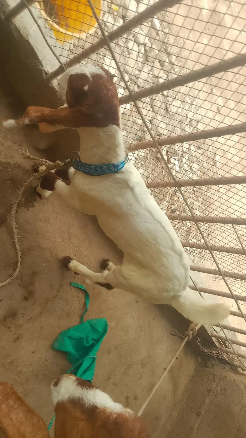 6 dant Bakri with Nur Bacca 2.5month ka Abluq Nasal — photo 2