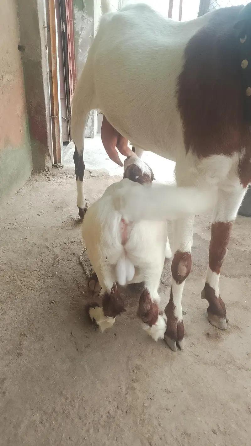 6 dant Bakri with Nur Bacca 2.5month ka Abluq Nasal — photo 3