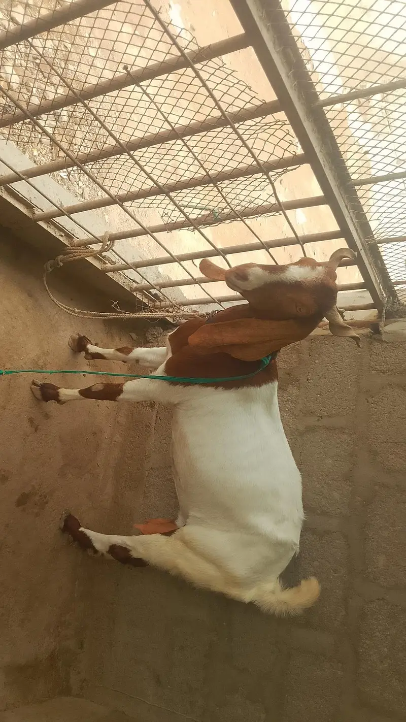6 dant Bakri with Nur Bacca 2.5month ka Abluq Nasal — photo 4