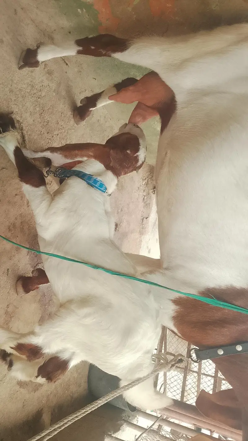 6 dant Bakri with Nur Bacca 2.5month ka Abluq Nasal — photo 5