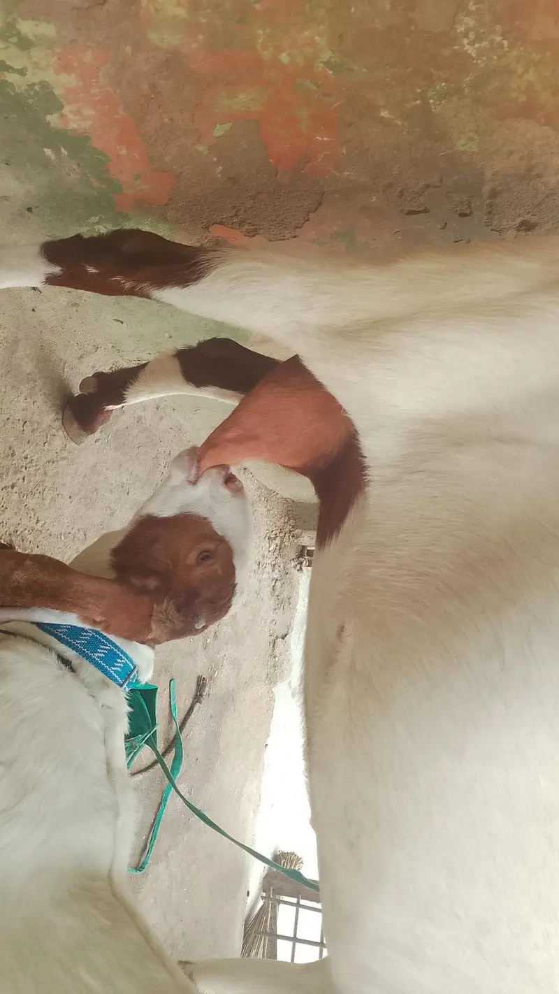 6 dant Bakri with Nur Bacca 2.5month ka Abluq Nasal — photo 6