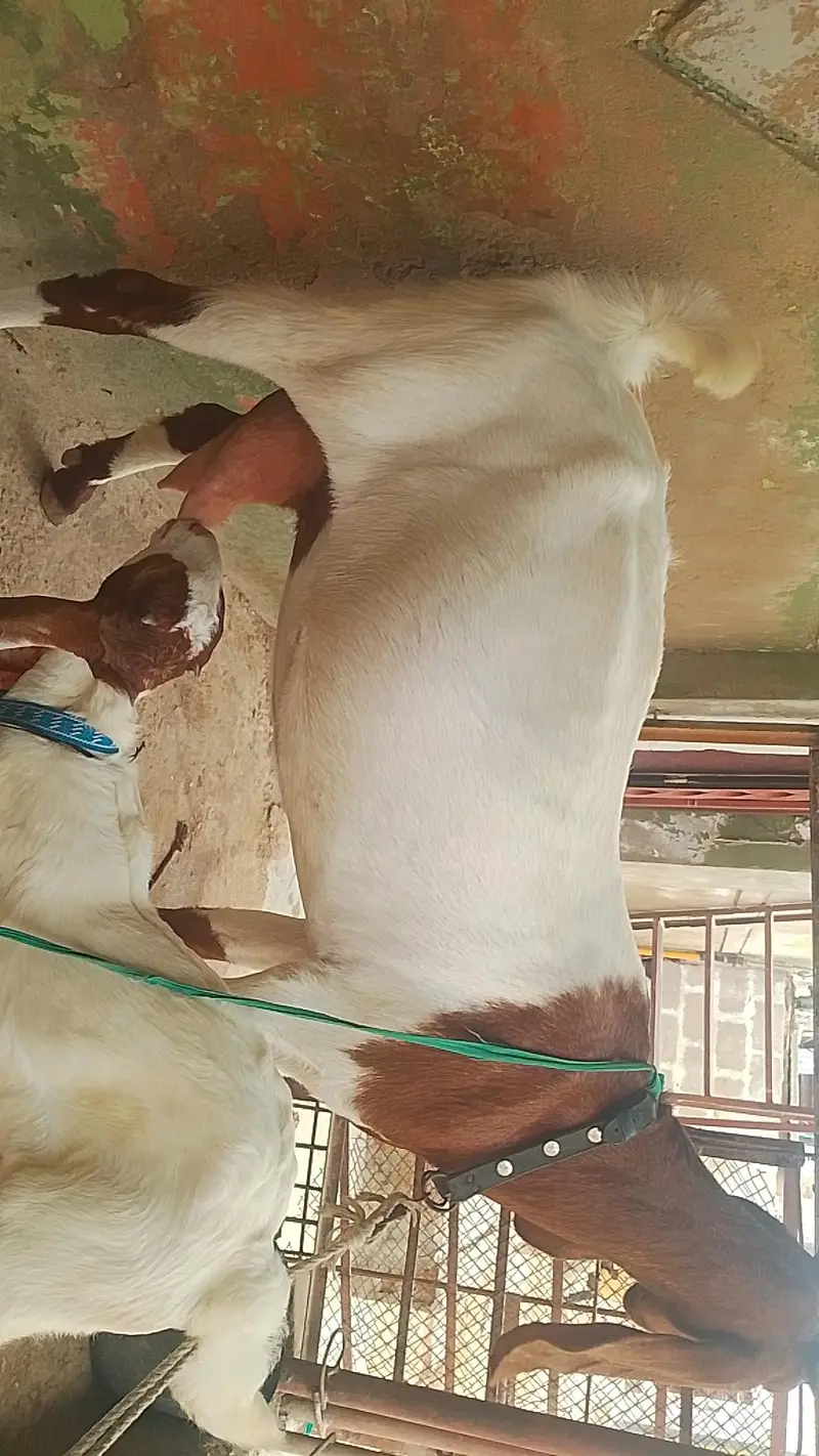 6 dant Bakri with Nur Bacca 2.5month ka Abluq Nasal — photo 9