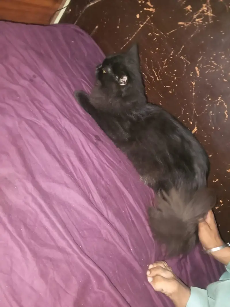 Beautiful Jet Black Persian Mixed Long Hair Male Cat | 1 Year Old | — photo 2