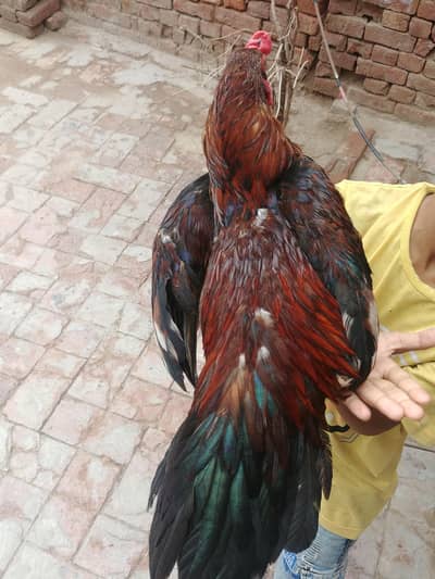 Dasi Aseel