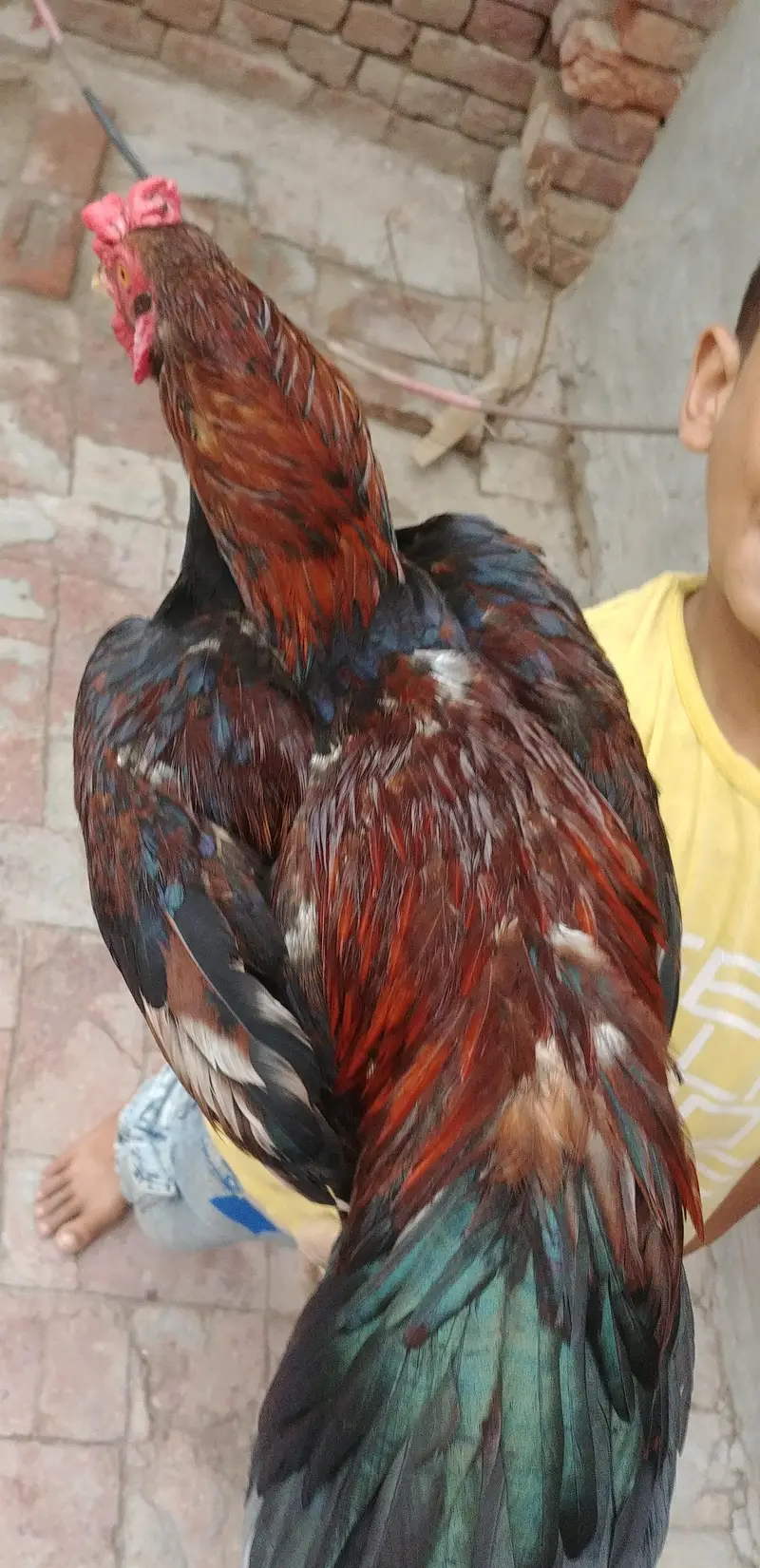Dasi Aseel — photo 3