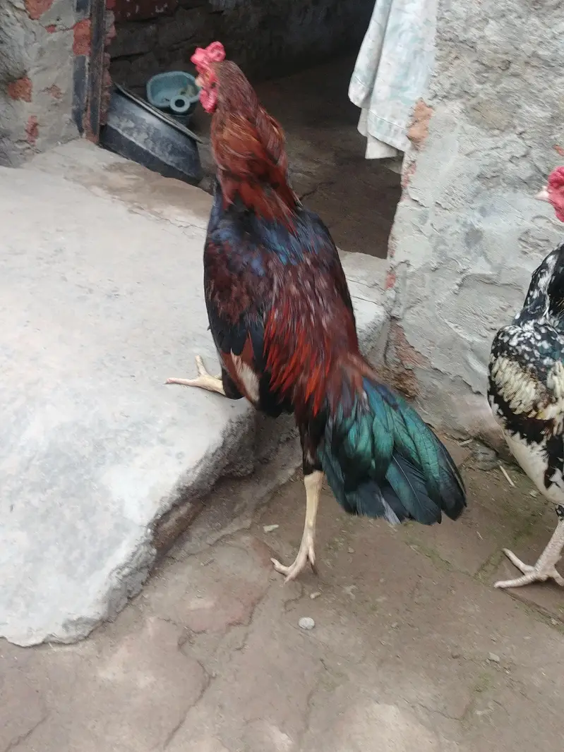 Dasi Aseel — photo 4