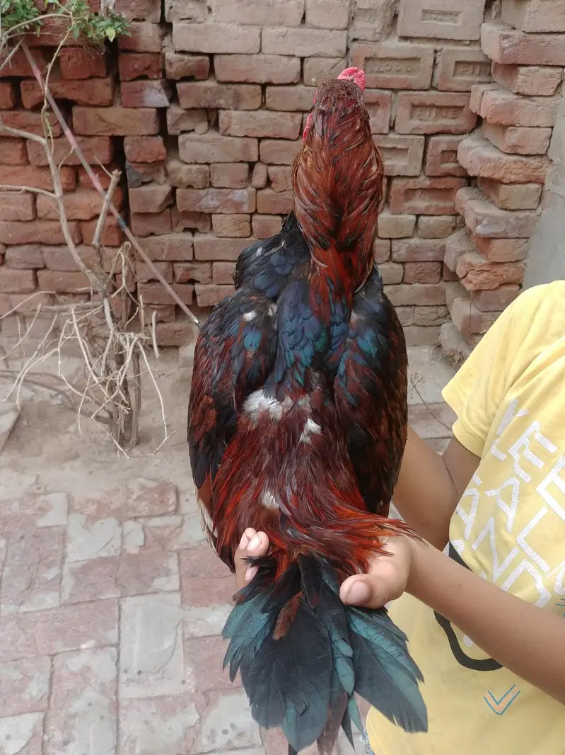 Dasi Aseel — photo 5