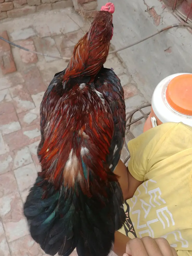 Dasi Aseel — photo 6
