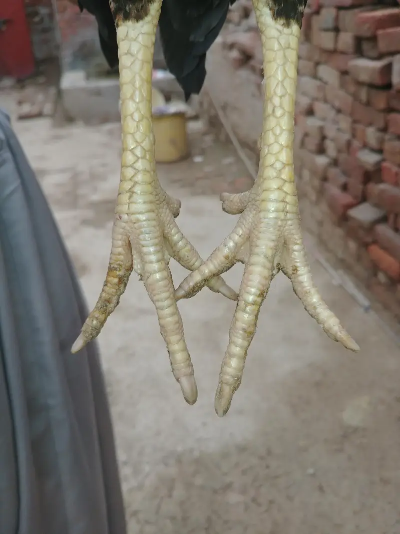 Dasi Aseel — photo 7