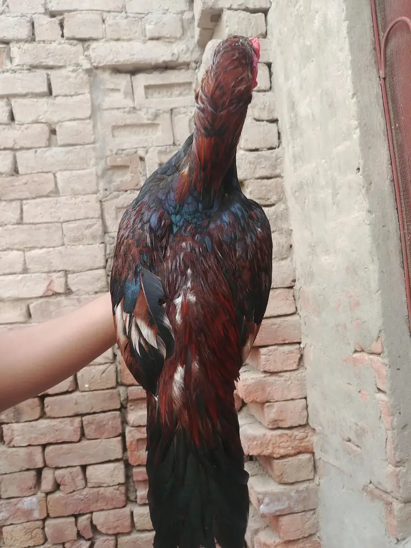 Dasi Aseel — photo 8