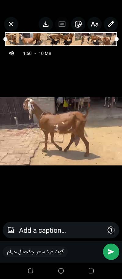 goat for sale 100000n