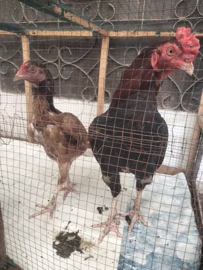 cock and hens