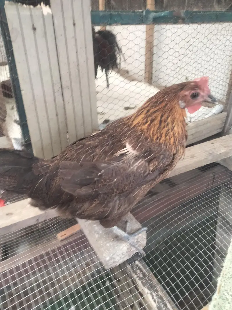 cock and hens — photo 2