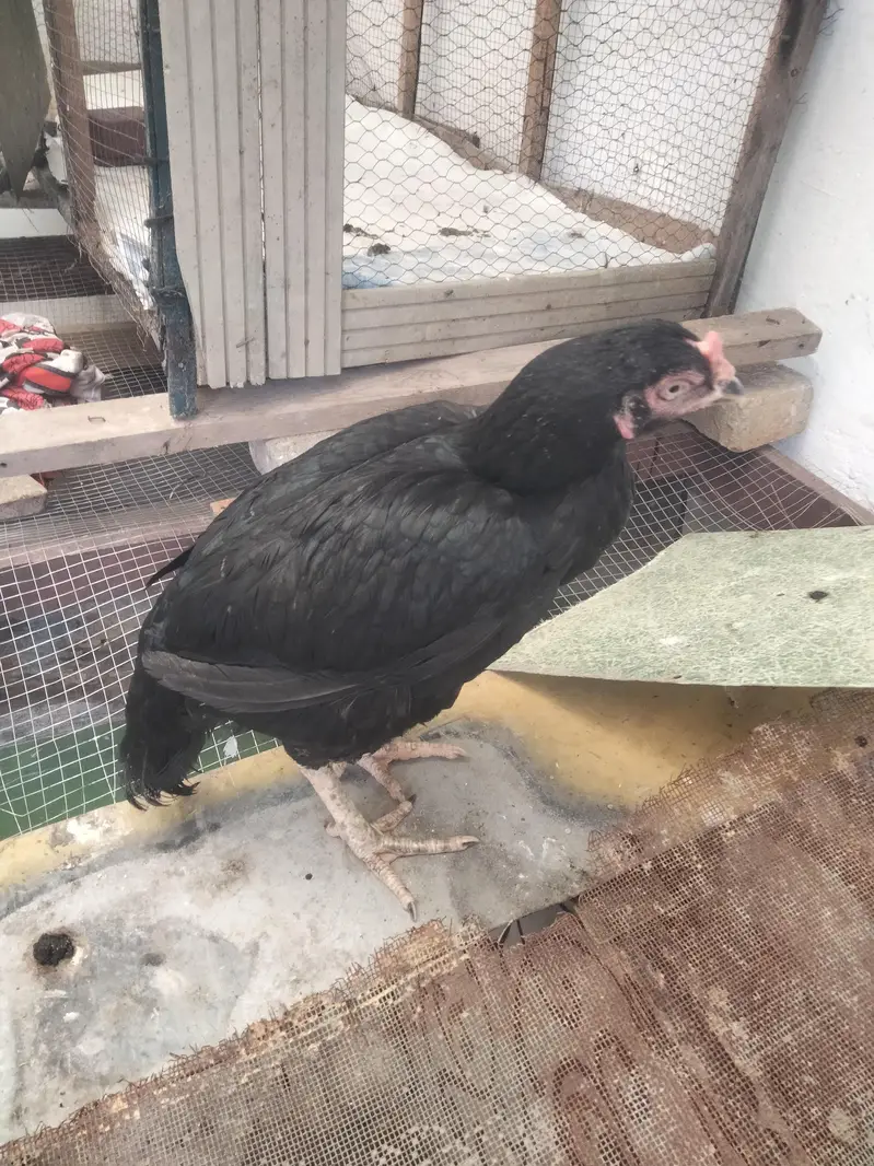 cock and hens — photo 3