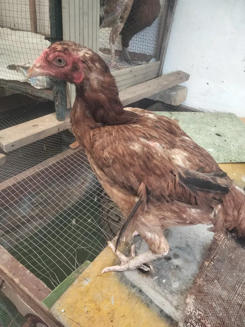 cock and hens — photo 4