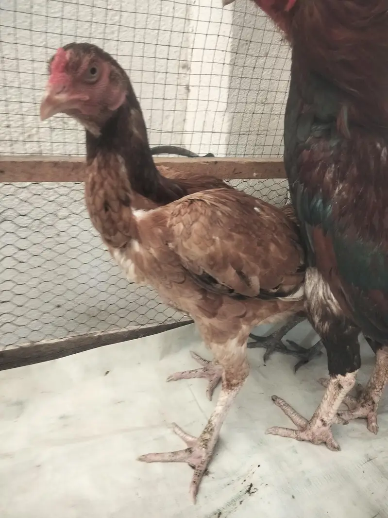 cock and hens — photo 5