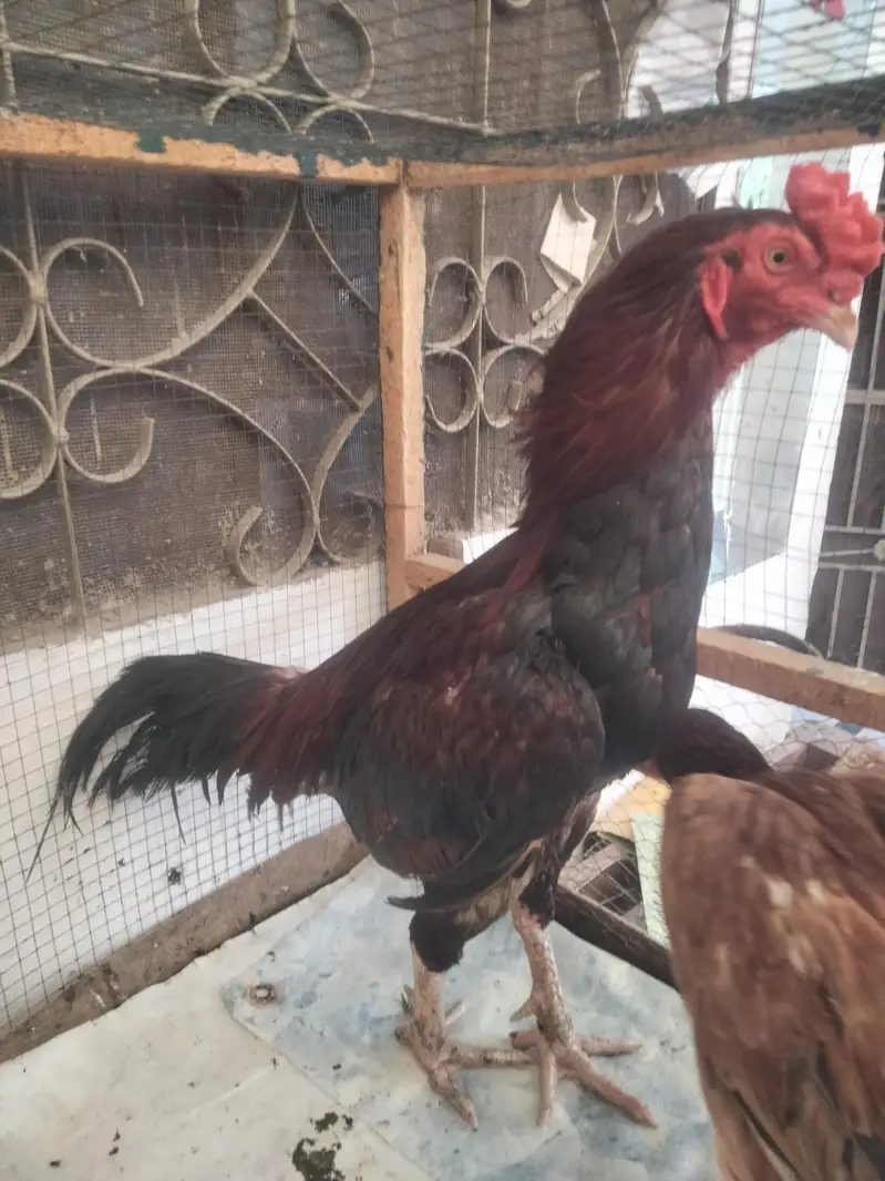 cock and hens — photo 6
