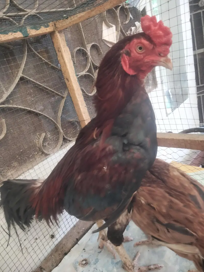 cock and hens — photo 7