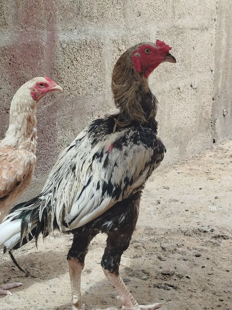 Banka Aseel Java Patha Double Body — photo 2