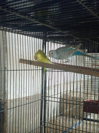 budgies breeder pairs available for sale and cage also