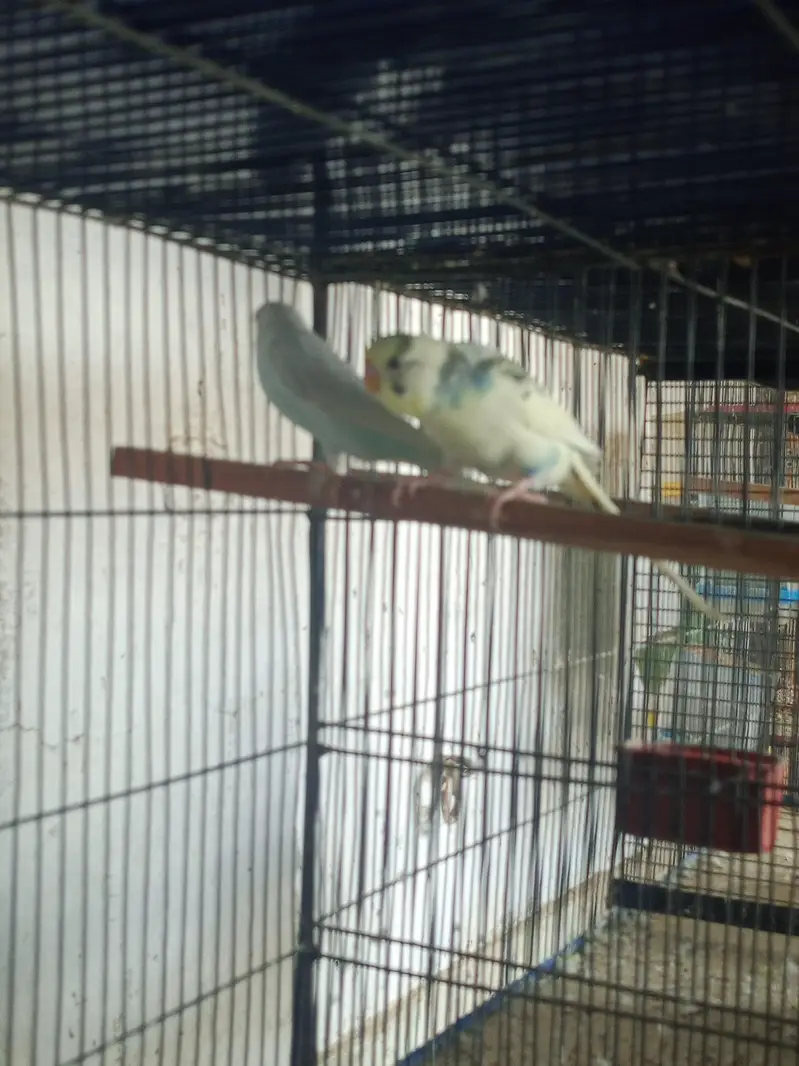 budgies breeder pairs available for sale and cage also — photo 2