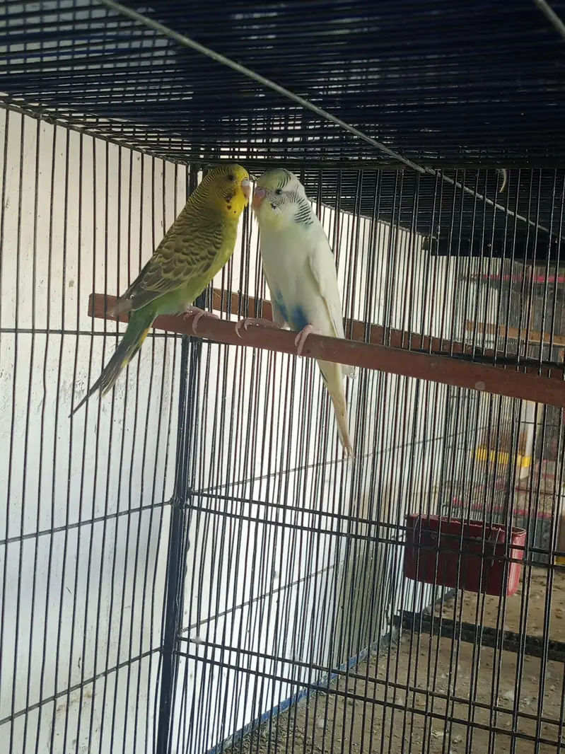 budgies breeder pairs available for sale and cage also — photo 3