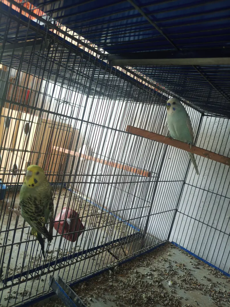 budgies breeder pairs available for sale and cage also — photo 4