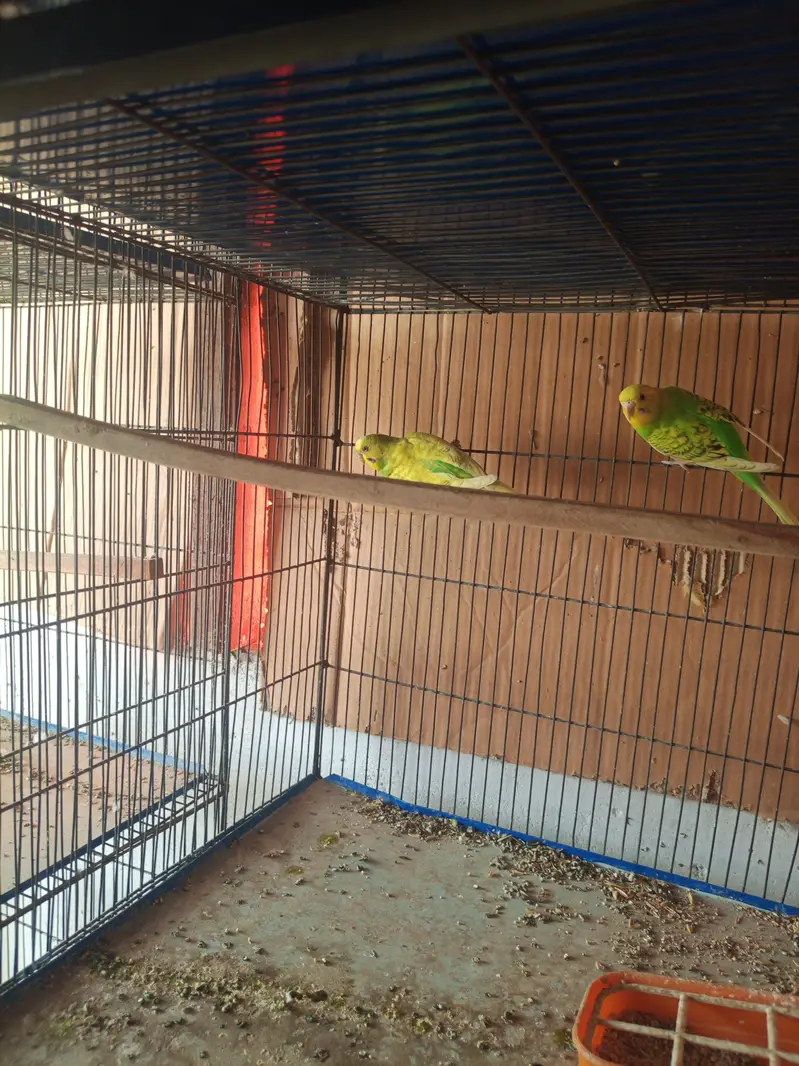 budgies breeder pairs available for sale and cage also — photo 5