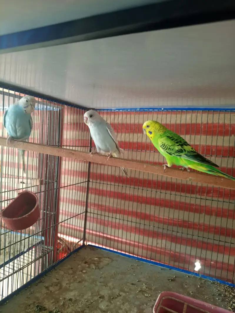 budgies breeder pairs available for sale and cage also — photo 6